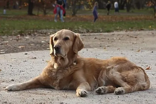 Golden Retriever - Megi do adopcji