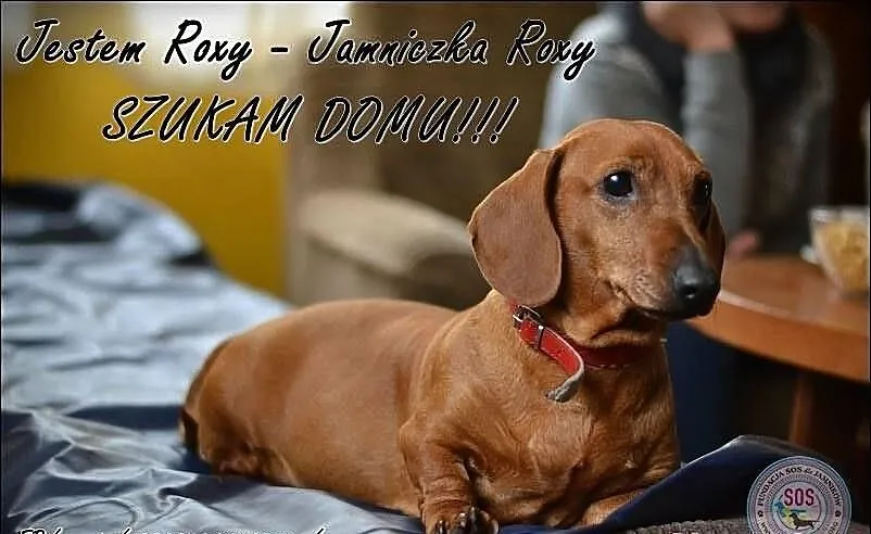 Jamniczka Roxy do adopcji