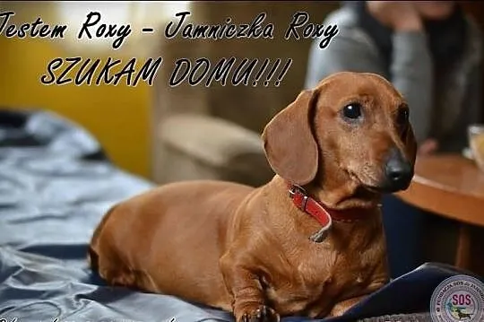 Jamniczka Roxy do adopcji