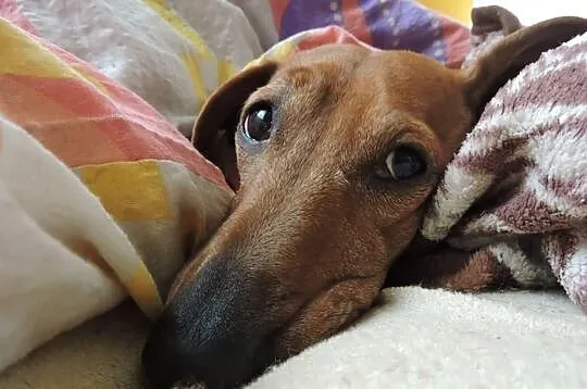 Jamniczka Roxy do adopcji