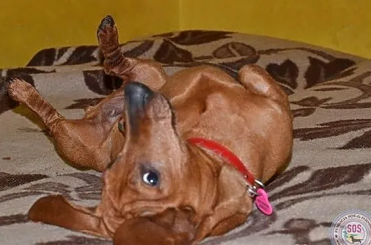 Jamniczka Roxy do adopcji