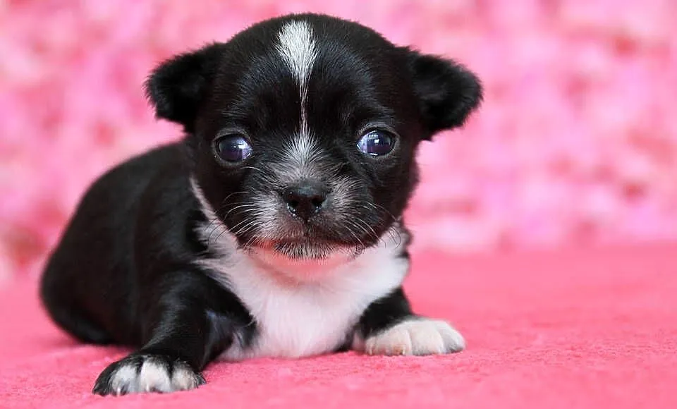 Chihuahua suczka ZKwP FCI, Zachodniopomorskie, Świnoujście