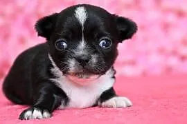 Chihuahua suczka ZKwP FCI