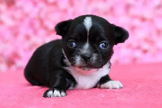 Chihuahua suczka ZKwP FCI, Zachodniopomorskie, Świnoujście
