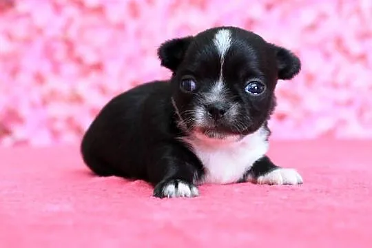 Chihuahua suczka ZKwP FCI, Zachodniopomorskie, Świnoujście