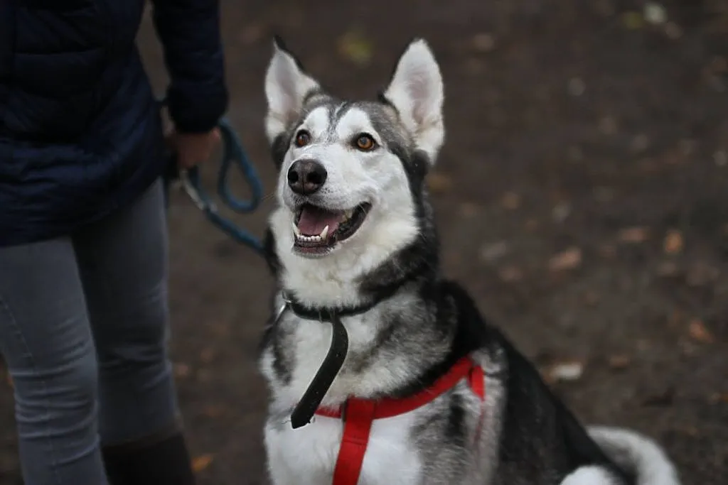 Duży dzieciak, inteligentny Snowy - HUSKY ADOPCJA