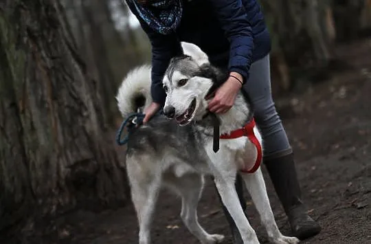 Duży dzieciak, inteligentny Snowy - HUSKY ADOPCJA