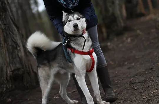 Duży dzieciak, inteligentny Snowy - HUSKY ADOPCJA