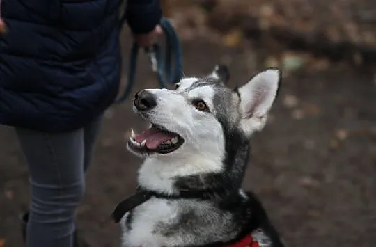 Duży dzieciak, inteligentny Snowy - HUSKY ADOPCJA
