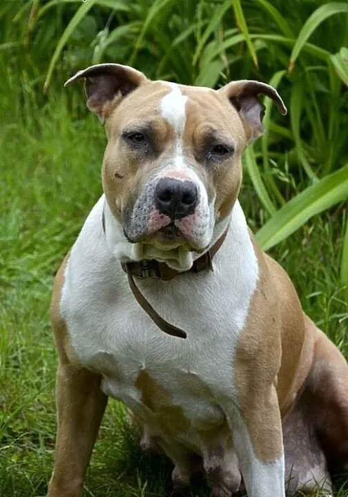 Amstaff Żabka łagodna cudowna suczka czeka na dom,