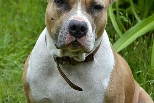 Amstaff Żabka łagodna cudowna suczka czeka na dom,