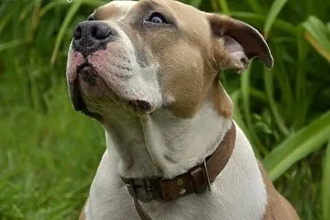 Amstaff Żabka łagodna cudowna suczka czeka na dom,