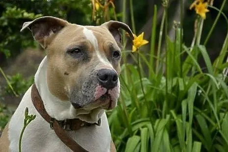 Amstaff Żabka łagodna cudowna suczka czeka na dom,