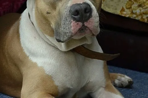 Amstaff Żabka łagodna cudowna suczka czeka na dom,