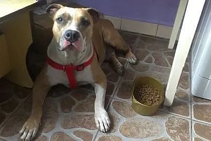 Amstaff Żabka łagodna cudowna suczka czeka na dom,