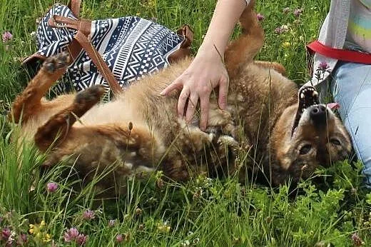 Florek - starszak do adopcji ,  dolnośląskie Nowa 
