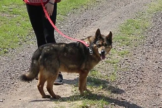 Florek - starszak do adopcji ,  dolnośląskie Nowa 
