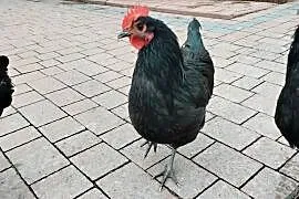 Koguty rasy australorp.