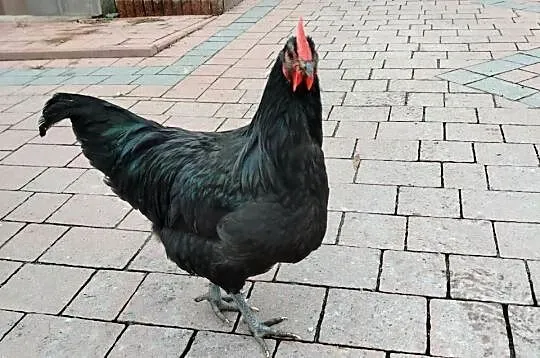 Koguty rasy australorp., Świętokrzyskie, Sandomierz