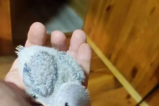 Ręcznie karmione Mnichy nizinne sprzedam