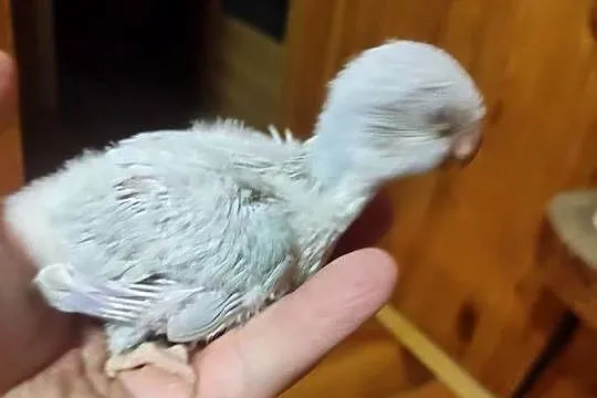 Ręcznie karmione Mnichy nizinne sprzedam, Łódzkie, Zgierz