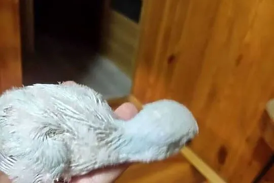 Ręcznie karmione Mnichy nizinne sprzedam, Łódzkie, Zgierz