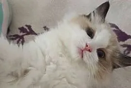 Cudowne kociaki Ragdoll, FPL, prawdziwy rodowód, hodowla od 12 lat