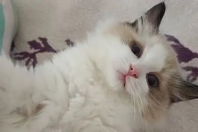 Cudowne kociaki Ragdoll, FPL, prawdziwy rodowód, hodowla od 12 lat