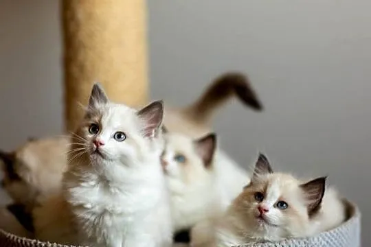 Cudowne kociaki Ragdoll, FPL, prawdziwy rodowód, hodowla od 12 lat, Lubelskie, Lublin