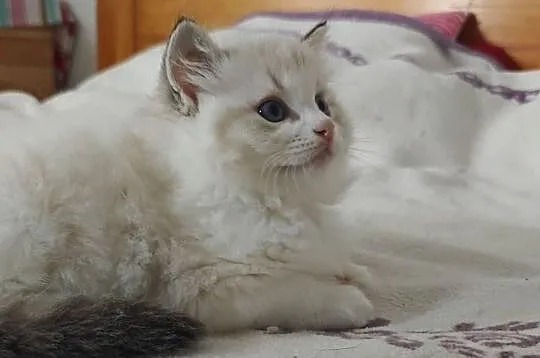 Cudowne kociaki Ragdoll, FPL, prawdziwy rodowód, hodowla od 12 lat, Lubelskie, Lublin
