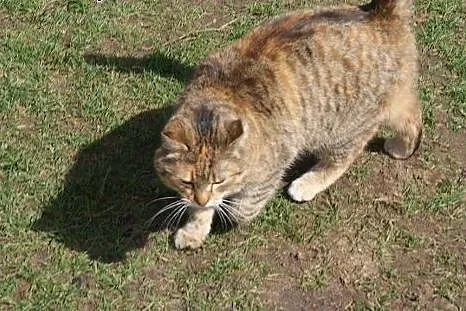 Młoda Margola, kocia pieszczocha szuka domu,  Koty