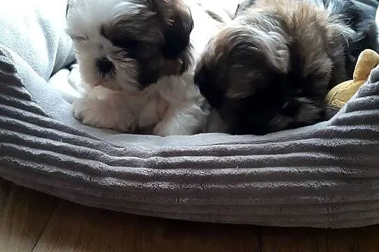 Shih tzu szczenięta do rezerwacji, Śląskie, Katowice