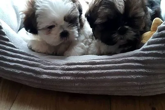 Shih tzu szczenięta do rezerwacji, Śląskie, Katowice