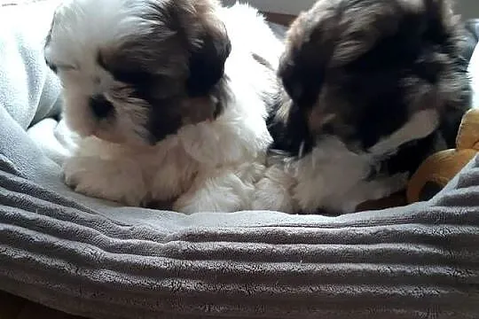 Shih tzu szczenięta do rezerwacji, Śląskie, Katowice