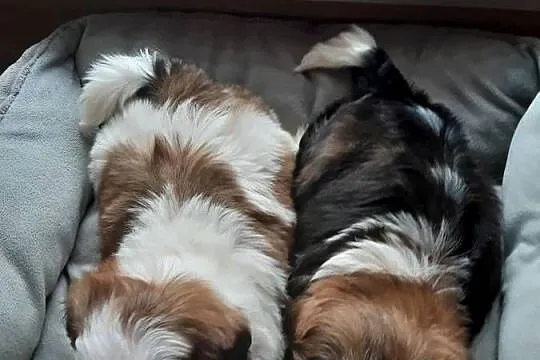 Shih tzu szczenięta do rezerwacji, Śląskie, Katowice