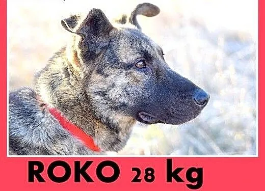 ROKO,owczarek,młody,wesoły,towarzyski pies.ADOPCJA