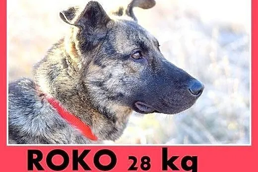 ROKO,owczarek,młody,wesoły,towarzyski pies.ADOPCJA