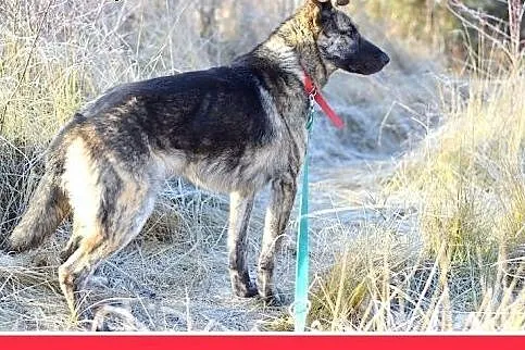ROKO,owczarek,młody,wesoły,towarzyski pies.ADOPCJA