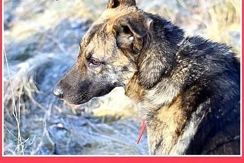 ROKO,owczarek,młody,wesoły,towarzyski pies.ADOPCJA