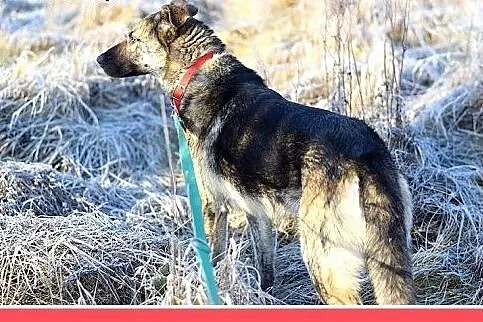 ROKO,owczarek,młody,wesoły,towarzyski pies.ADOPCJA