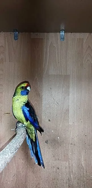 Rozella kaledońska samiec, Pomorskie, Chojnice