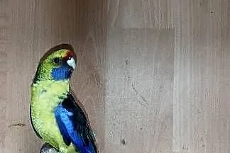 Rozella kaledońska samiec, Pomorskie, Chojnice