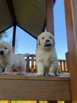 Most beautiful and outstanding Golden Retriever puppies ready to make a new family awe, , Sawiny Gród