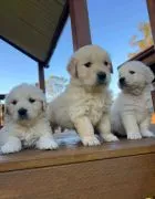 Most beautiful and outstanding Golden Retriever puppies ready to make a new family awe