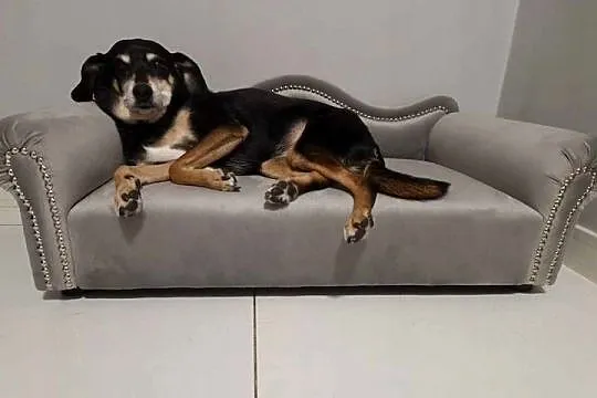 Duże legowisko kanapa sofa posłanie glamour, Mazowieckie, Warszawa