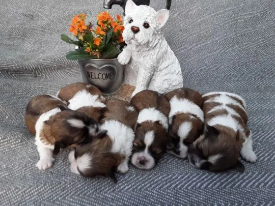 Shih_tzu Szczenięta shih tzu gotowe na nowy dom {{emanuellepatricia71@gmail.com}}