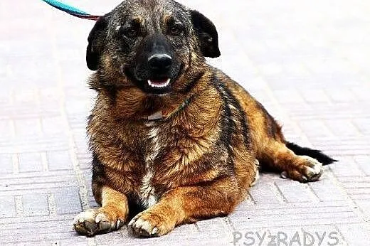 PLASTER młody, jamnikowaty przytulak szuka domu,  