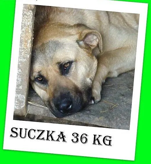W typie molosa,do domu z ogródkiem,duża 36 kg łago