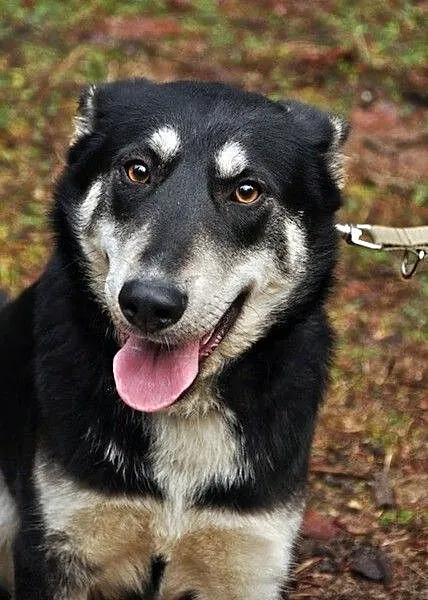 Zakręcona, młoda Śrubka - trochę w typie husky ;)