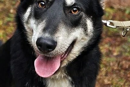 Zakręcona, młoda Śrubka - trochę w typie husky ;)